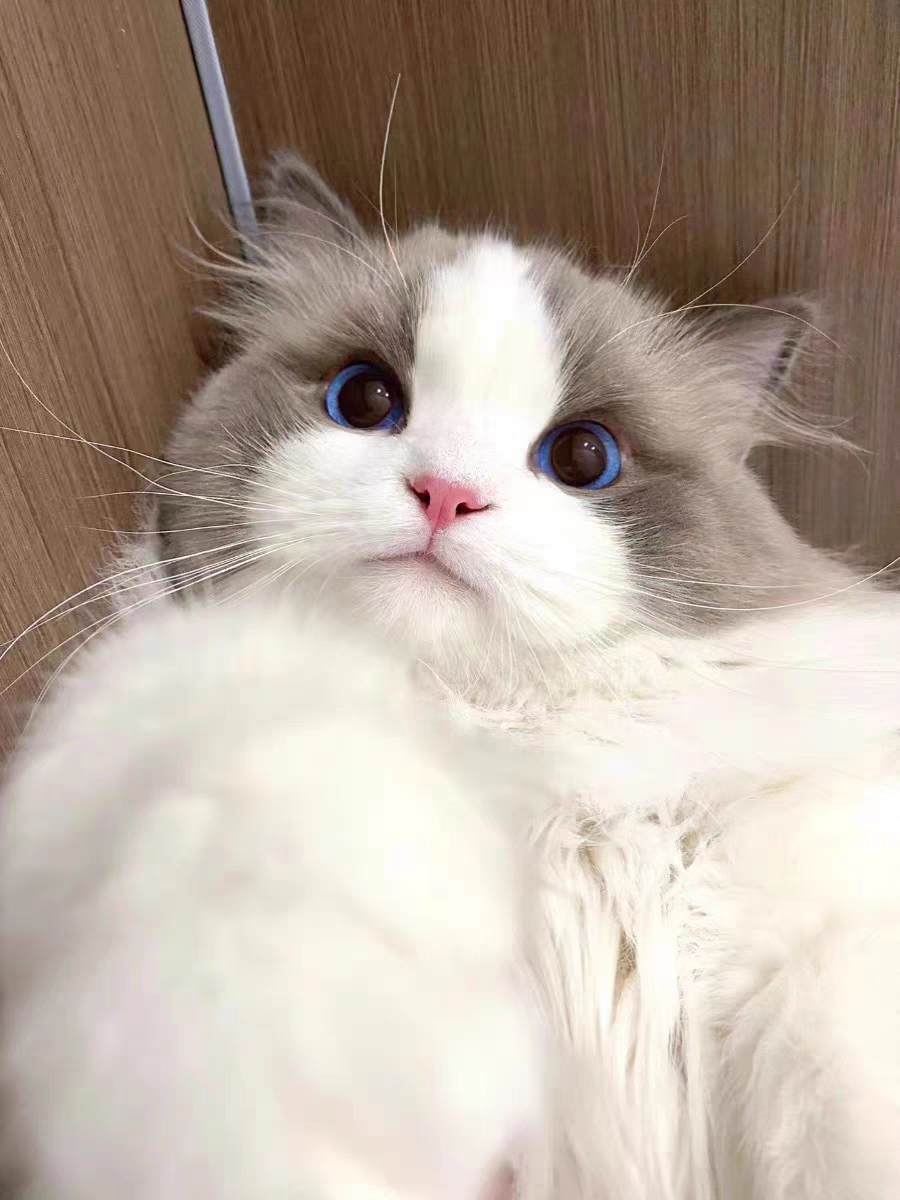 猫舍直销,批发价出售,布偶猫
